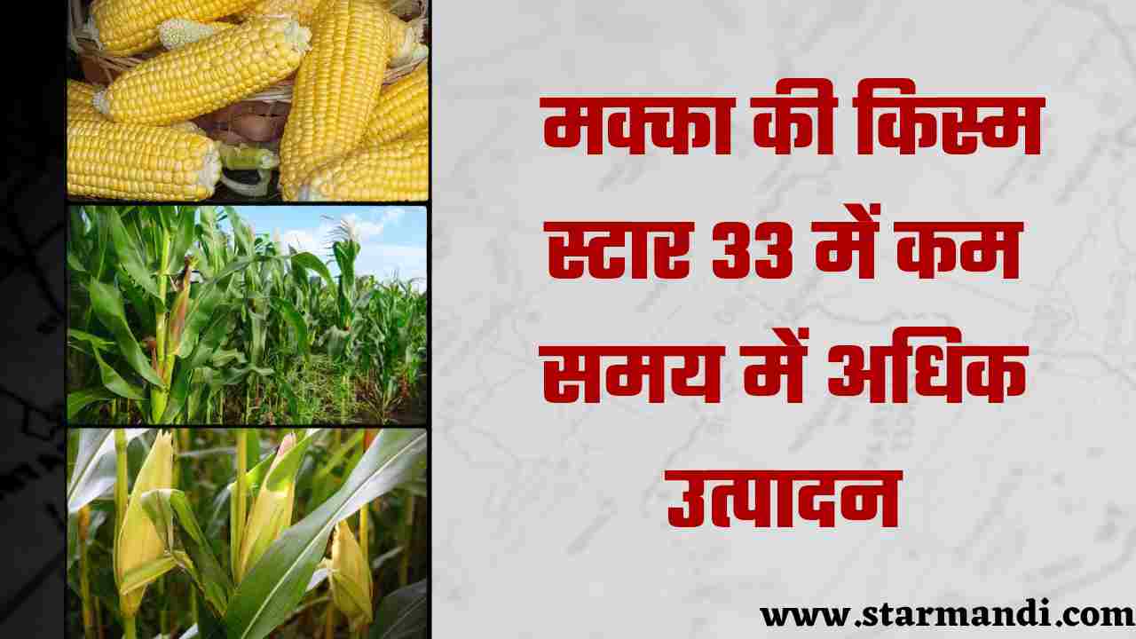 Makka Ki Variety Star 33