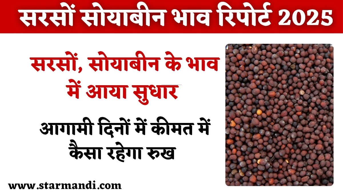Sarso Soyabean Bhav Report 2025: सरसों, सोयाबीन के भाव में सुधार, आगामी दिनों में कीमत में कैसा रहेगा रुख, जानें ताजा अपडेट