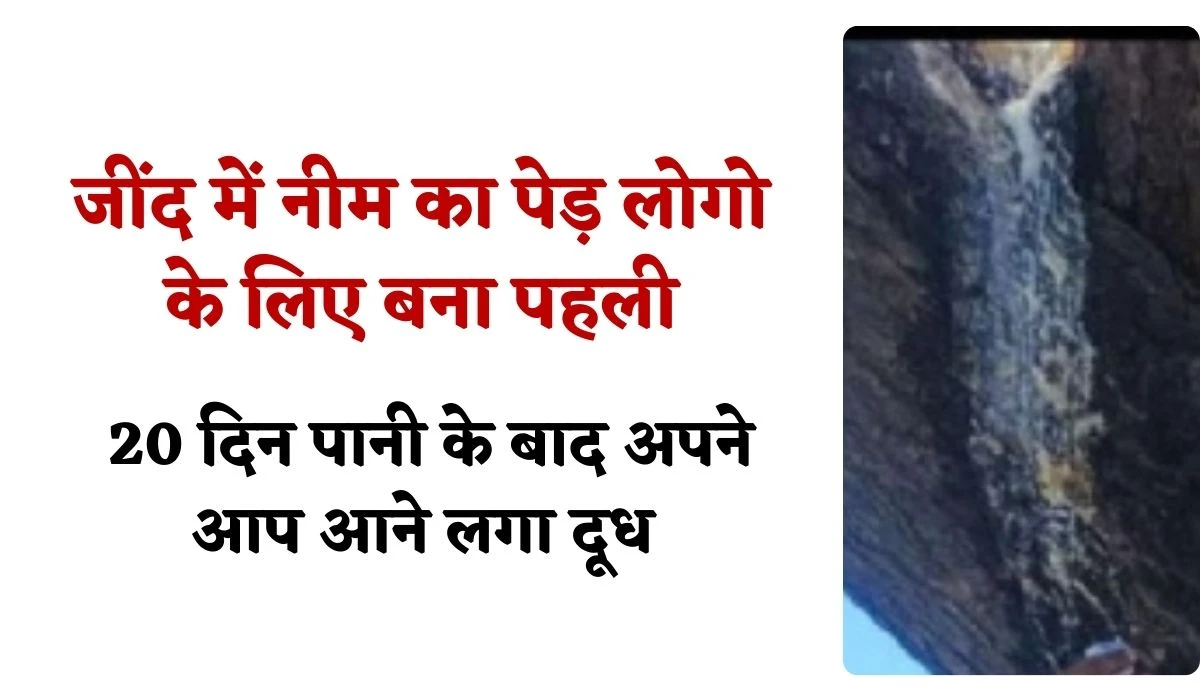 जींद में नीम का पेड़ लोगो के लिए बना पहली, 20 दिन पानी के बाद अपने आप आने लगा दूध