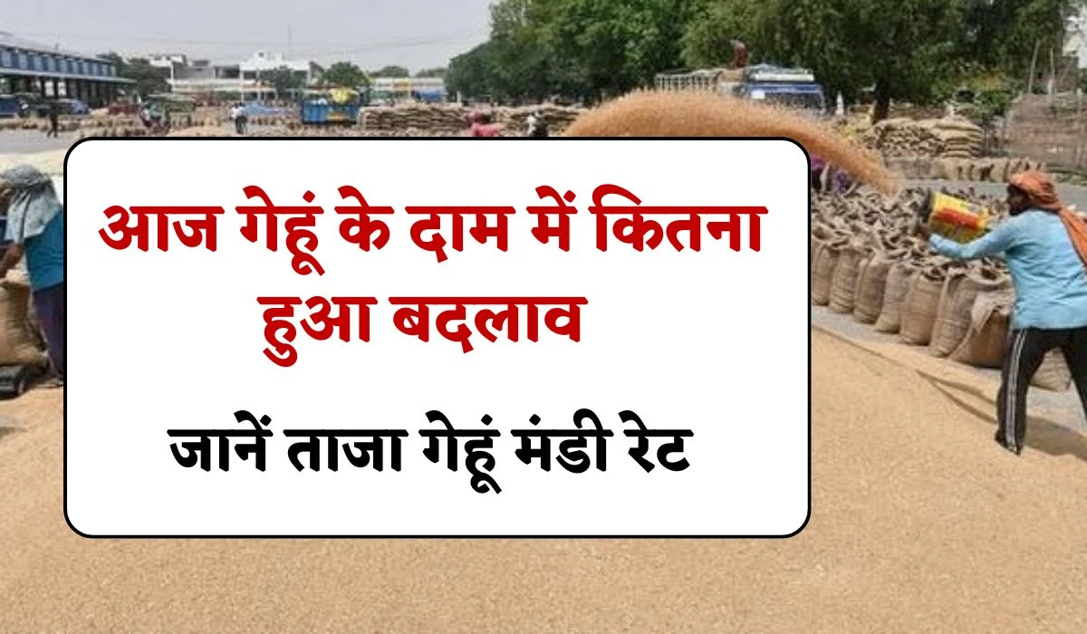 Aaj Ka Gehun Mandi Bhav: आज गेहूं के दाम में कितना हुआ बदलाव, जानें ताजा गेहूं मंडी 03 मार्च 2025 रेट