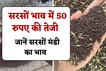 Aaj Ke Sarso Ke Bhav: आज सरसों के भाव में 50 रुपए की बढ़ोतरी, जानें सरसों मंडी का भाव