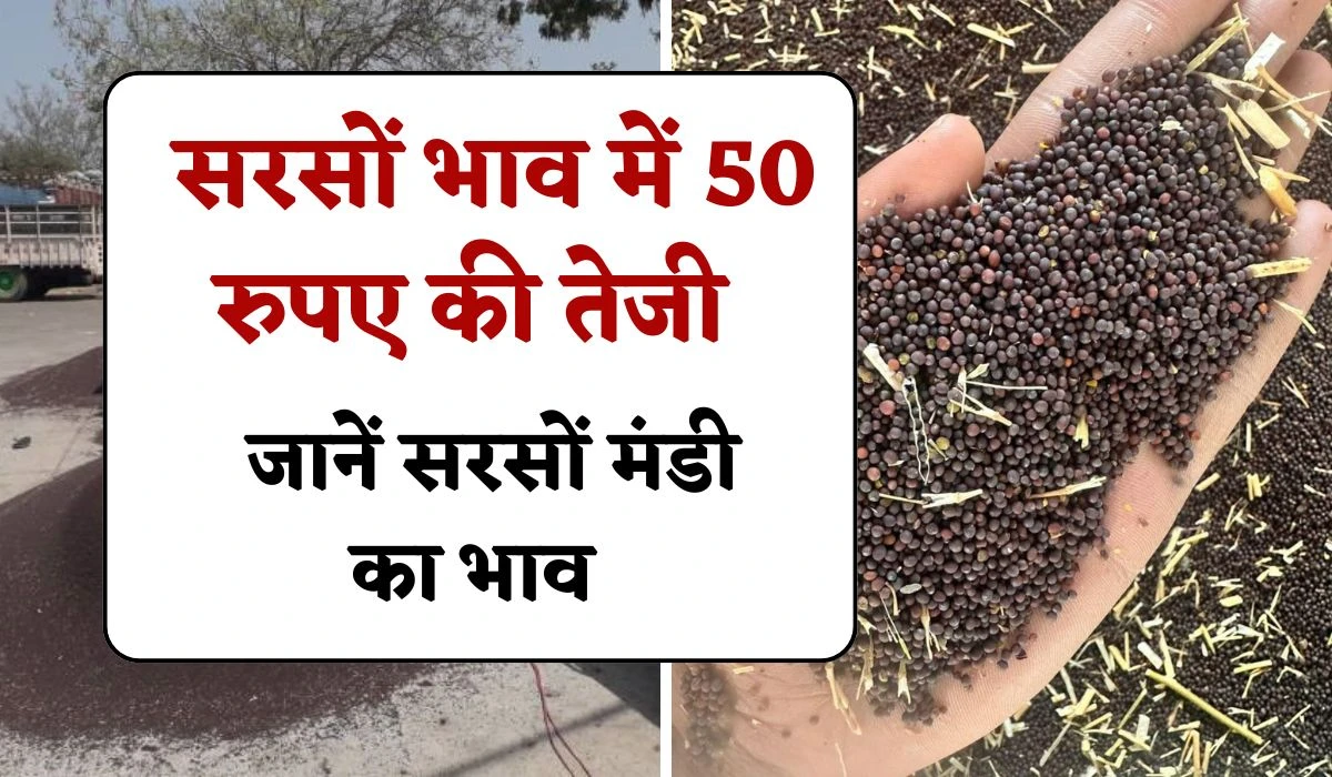 Aaj Ke Sarso Ke Bhav: आज सरसों के भाव में 50 रुपए की बढ़ोतरी, जानें सरसों मंडी का भाव