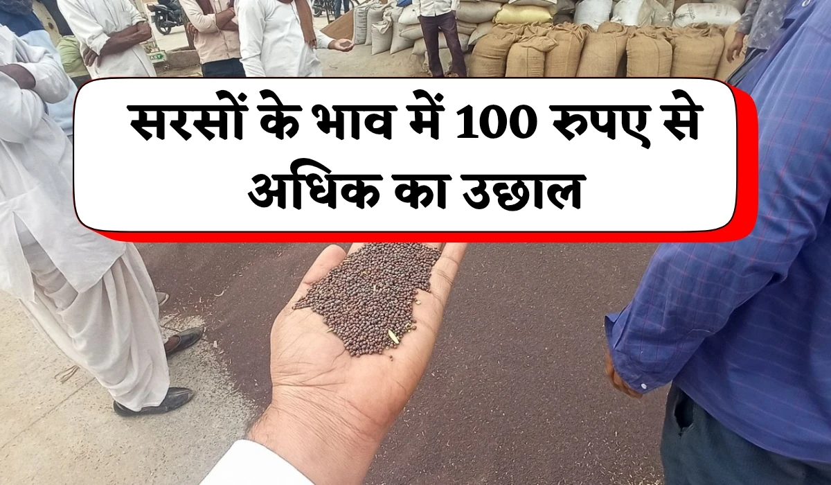 Aaj Sarso Ka Rate: आज सरसों के भाव में आया उछाल, जानें जयपुर सहित सभी सरसों मंडी 12 मार्च 2025 का रेट