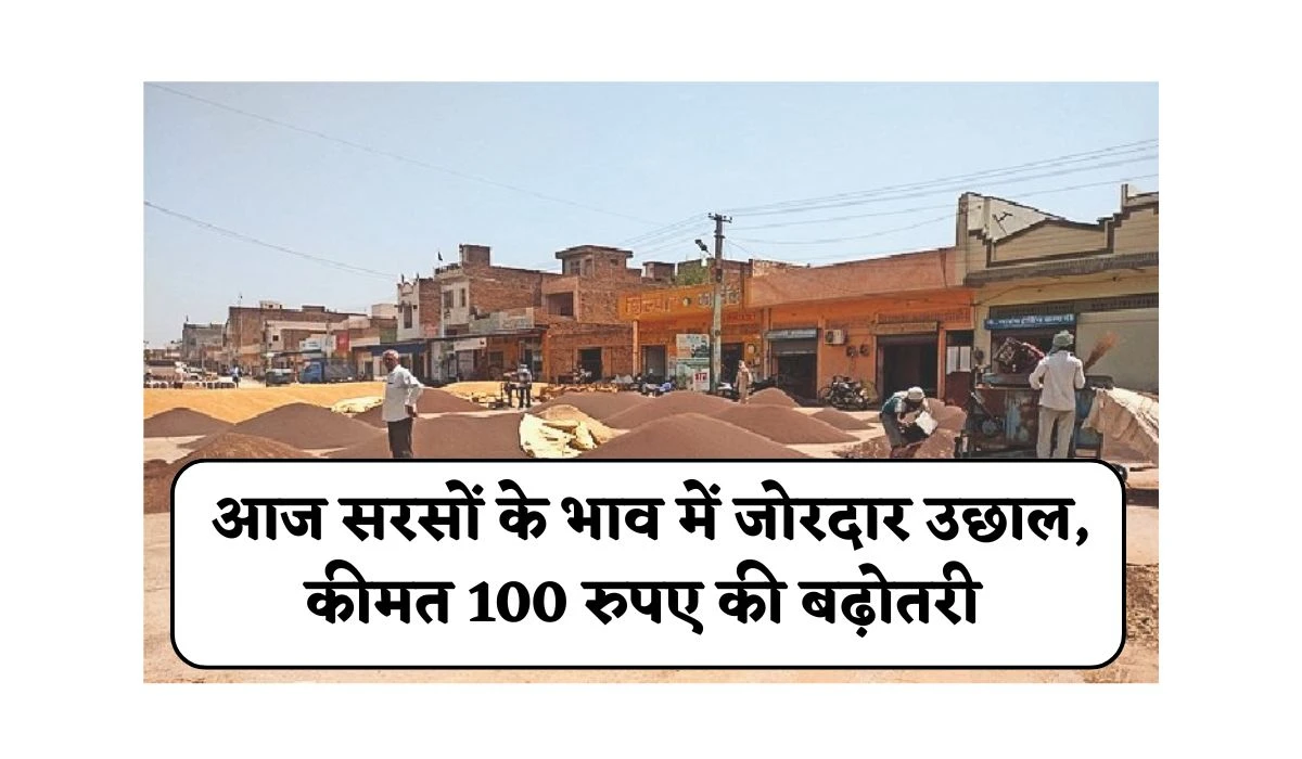 Aaj Sarso Mandi Rate: आज सरसों के भाव में जोरदार उछाल, कीमत 100 रुपए की बढ़ोतरी