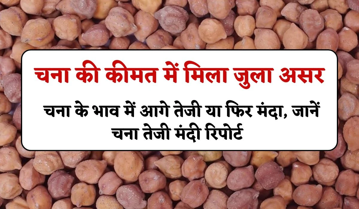 Chana Bhav Update 2025: चना की कीमत में मिला जुला असर, चना के भाव में आगे तेजी या फिर मंदा, जानें चना तेजी मंदी रिपोर्ट