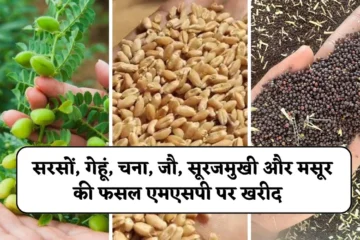 Crop MSP Purchase: सरसों, गेहूं, चना, जौ, सूरजमुखी और मसूर की फसल का खरीद को लेकर अहम बैठक, मुख्यमंत्री का अधिकारियों को दिया निर्देश