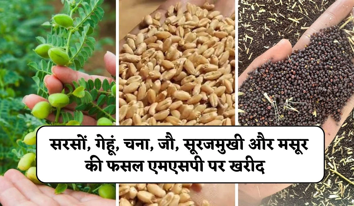 Crop MSP Purchase: सरसों, गेहूं, चना, जौ, सूरजमुखी और मसूर की फसल का खरीद को लेकर अहम बैठक, मुख्यमंत्री का अधिकारियों को दिया निर्देश