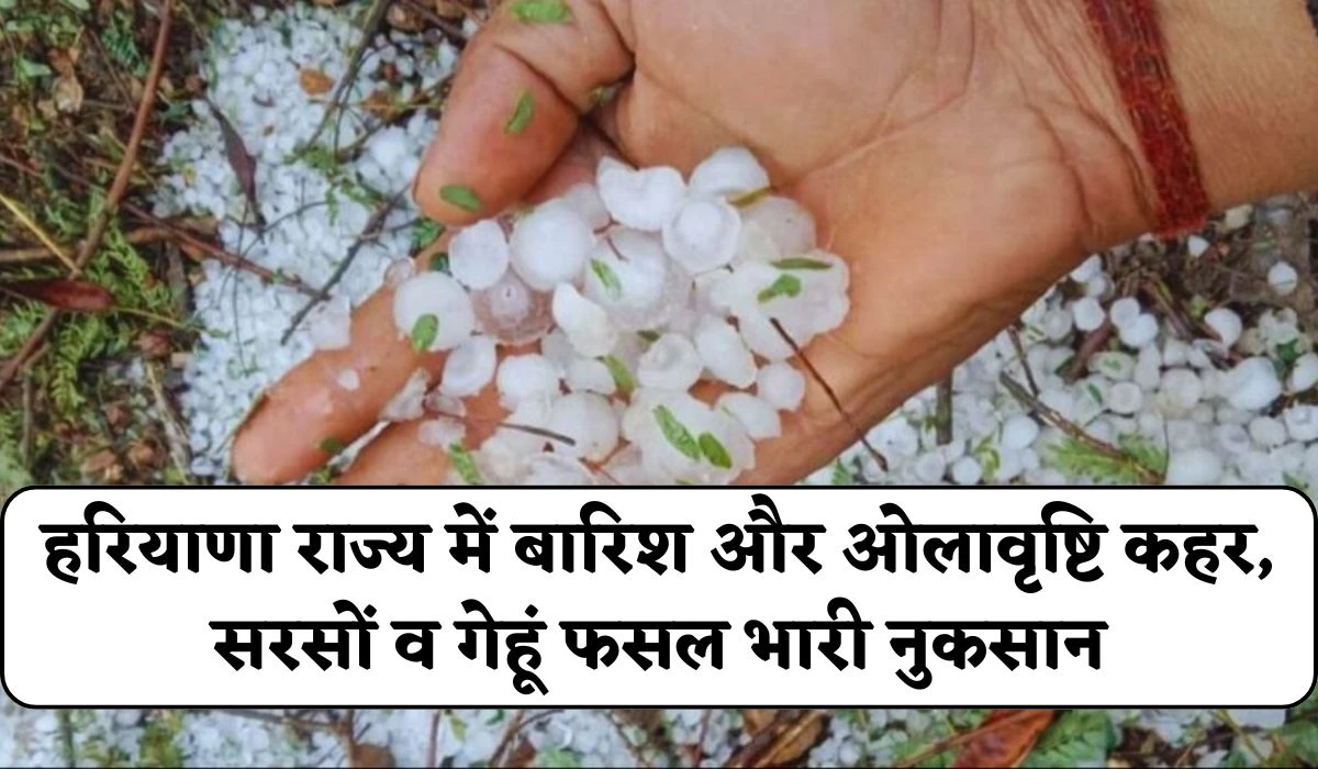 Haryana Weather: हरियाणा राज्य में बारिश और ओलावृष्टि कहर, सरसों व गेहूं फसल भारी नुकसान