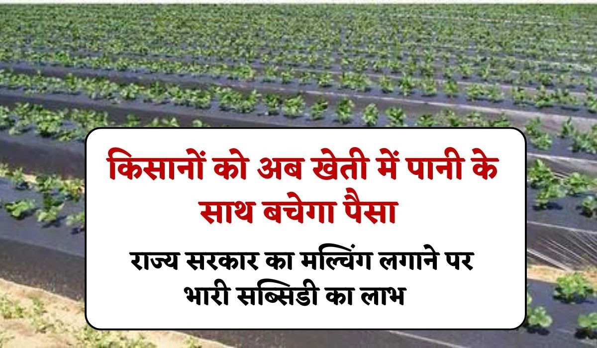 Heavy Subsidy on Mulching: किसानों को अब खेती में पानी के साथ बचेगा पैसा, राज्य सरकार का मल्चिंग लगाने पर भारी सब्सिडी का लाभ
