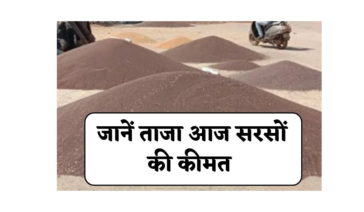 Mustard Price Today: सरसों के भाव में उतार चढ़ाव बना, जानें ताजा आज सरसों की कीमत