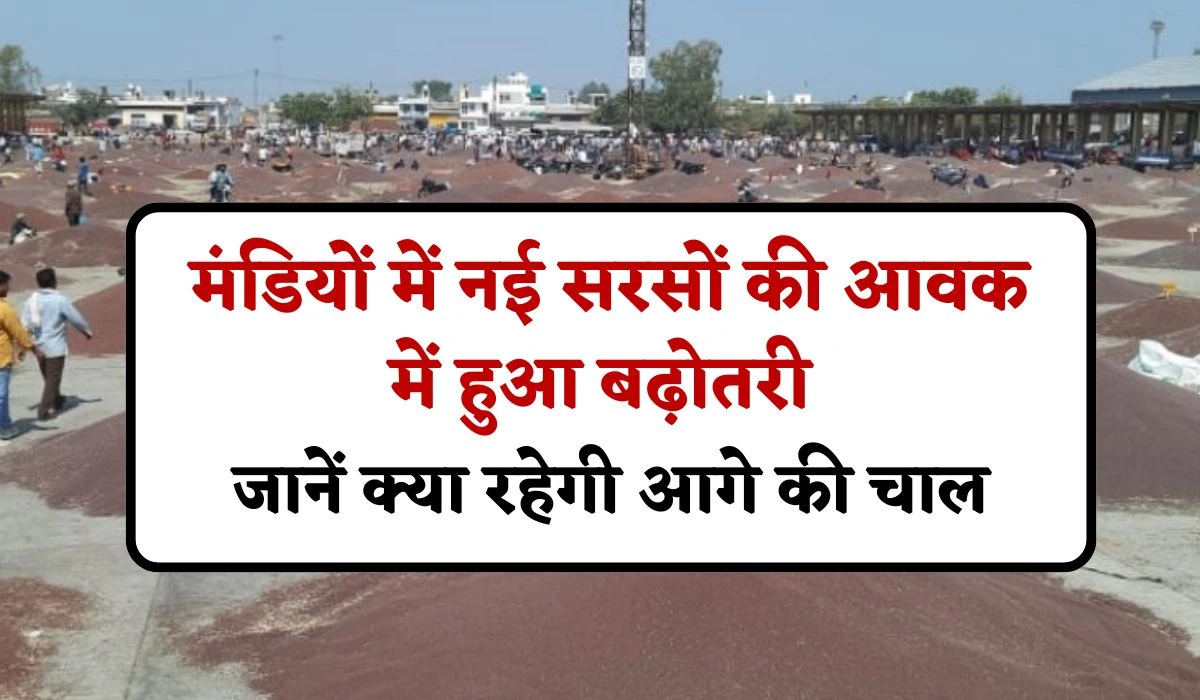 Mustard Price Update: मंडियों में नई सरसों की आवक में हुआ बढ़ोतरी, जानें क्या रहेगी आगे की चाल