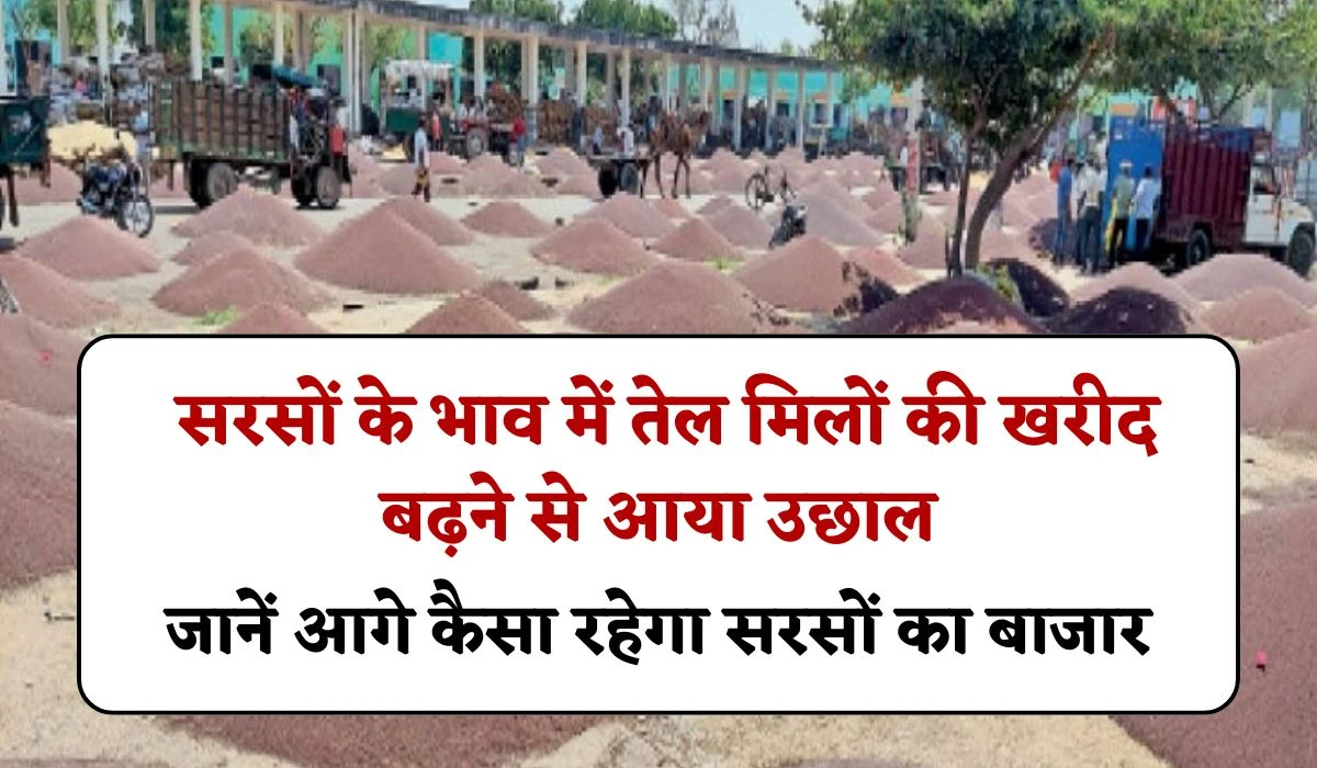 Sarso Teji Mandi Report: सरसों के भाव में तेल मिलों की खरीद बढ़ने से आया उछाल, जानें आगे कैसा रहेगा सरसों का बाजार