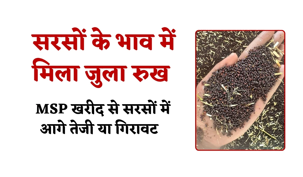 Sarso Teji Mandi Report: सरसों के भाव में मिला जुला रुख, नई आवक बढ़ने और MSP खरीद से सरसों में आगे तेजी या गिरावट
