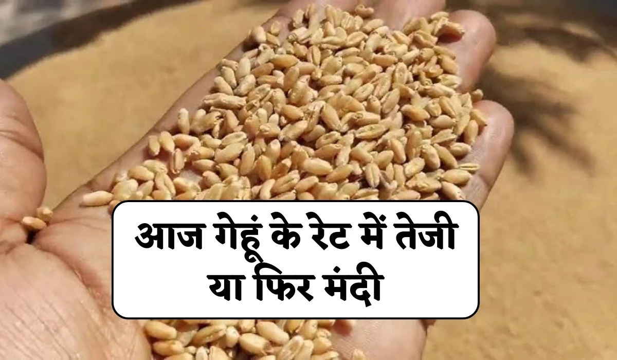 Today Gehun Mandi Bhav: आज गेहूं के रेट में तेजी या फिर मंदी, जानें 20 मार्च 2025 के भाव