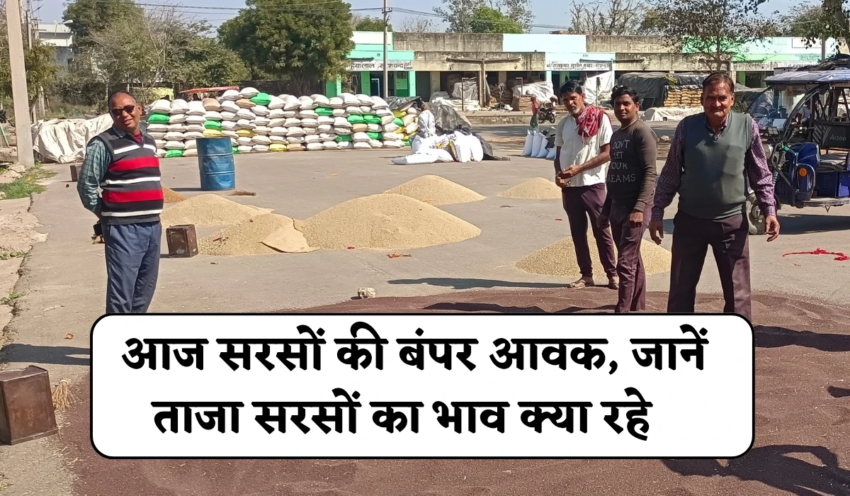 Today Sarso Mandi Bhav: आज सरसों की बंपर आवक, जानें ताजा सरसों का भाव क्या रहे