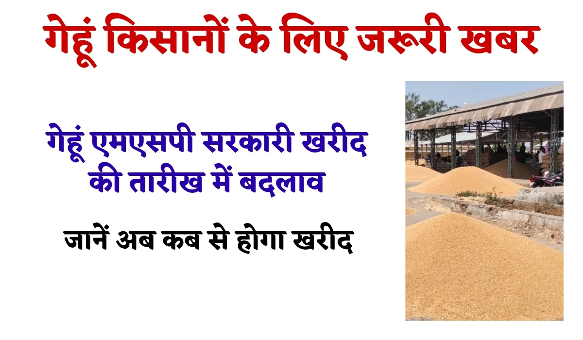 Wheat MSP Purchase News: गेहूं किसानों के लिए जरूरी खबर, गेहूं एमएसपी सरकारी खरीद की तारीख में हुआ बदलाव
