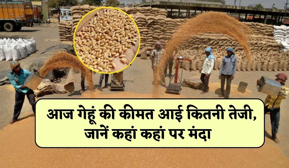 Wheat Price Today: आज गेहूं की कीमत आई कितनी तेजी, जानें कहां कहां पर मंदा