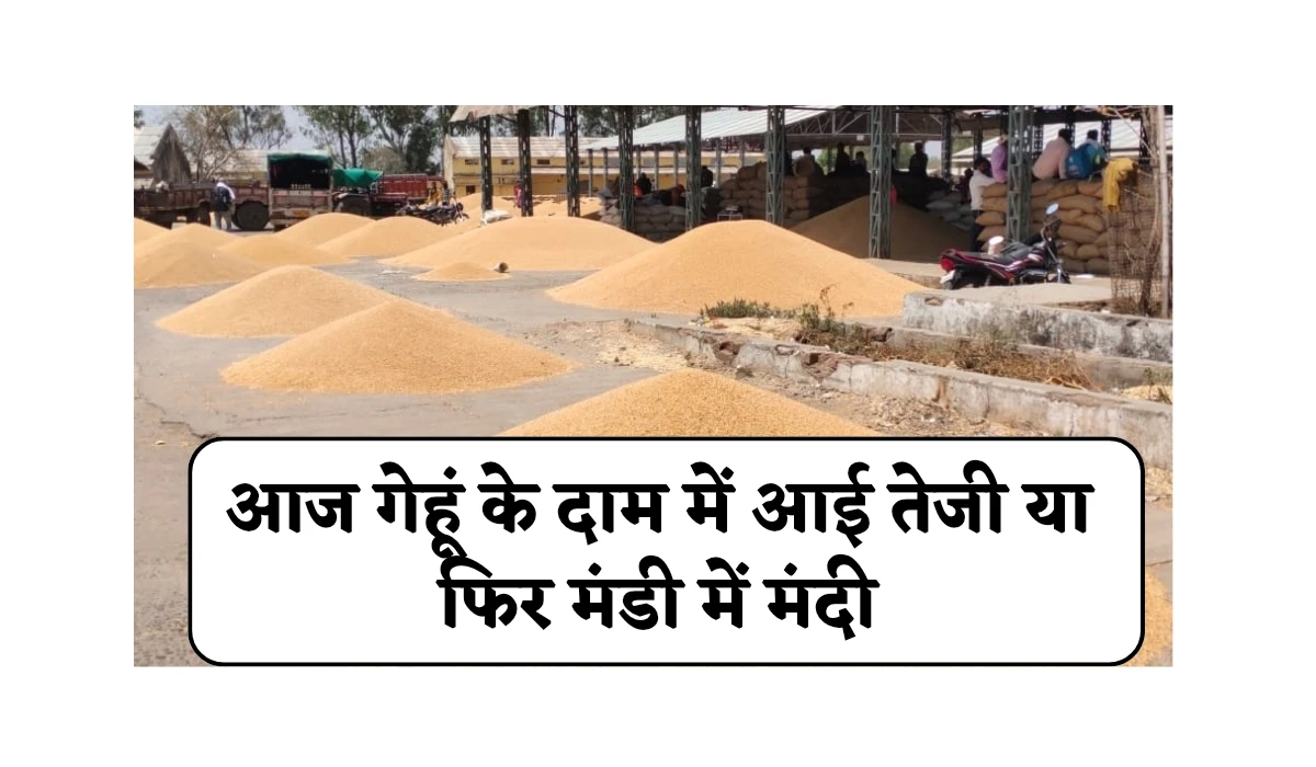 Wheat Price Today: आज गेहूं के दाम में आई तेजी या फिर मंडी में मंदी, जानें गेहूं का ताजा रेट