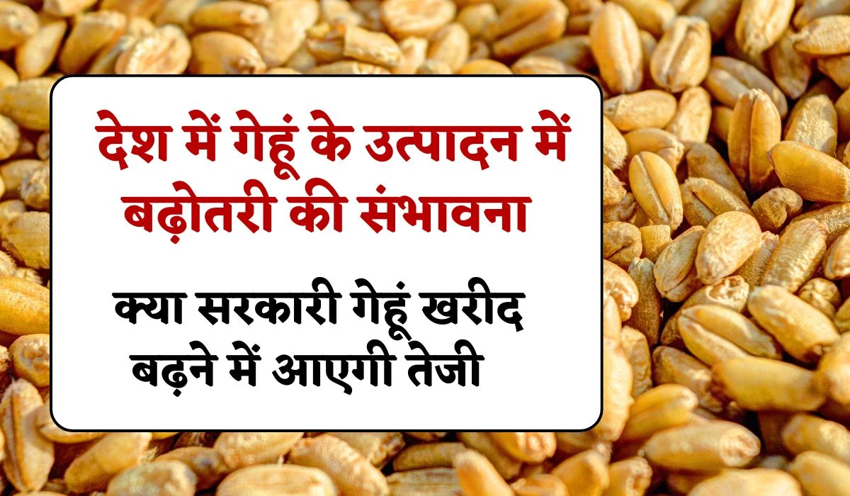Wheat Production Update: देश में गेहूं के उत्पादन में बढ़ोतरी की संभावना, क्या सरकारी गेहूं खरीद बढ़ाने में आएगी तेजी