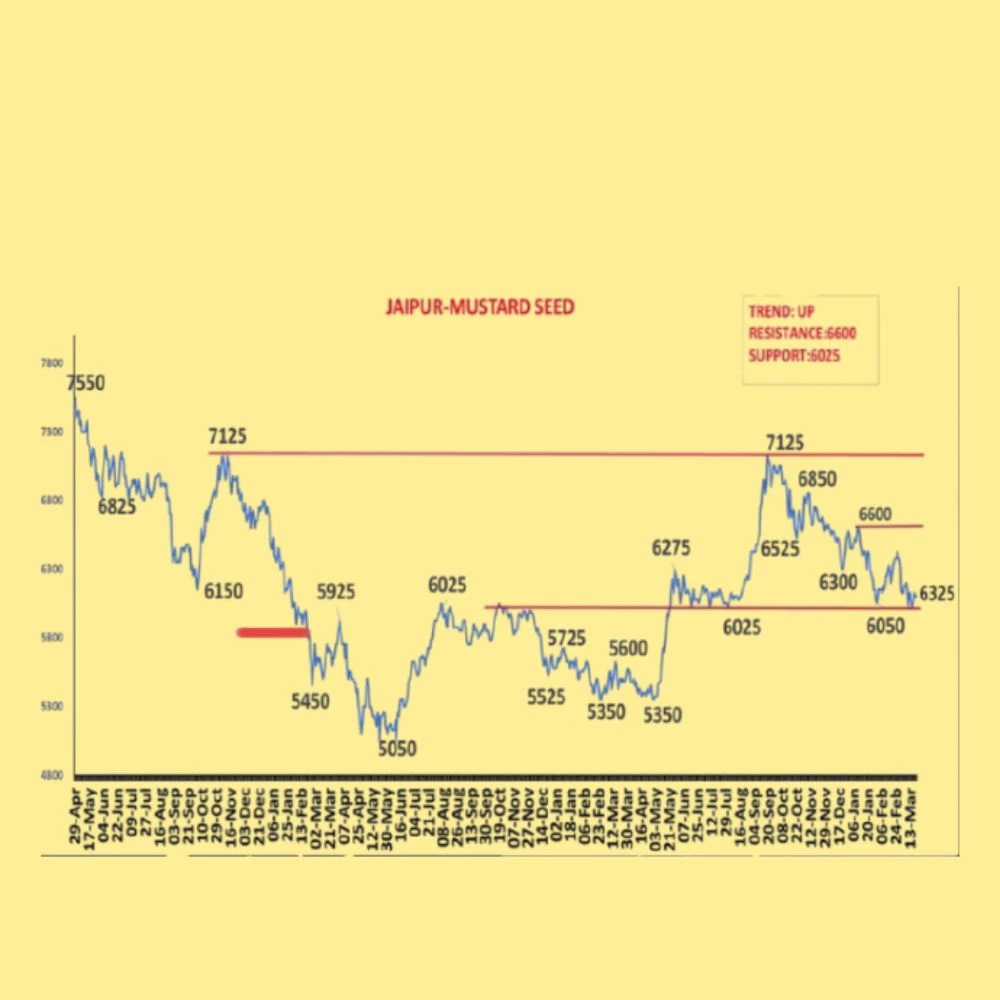 Mustard Rate Increase: सरसों की कीमत में तेजी की नई शुरुआत, क्या अगले 10 दिन में दिखाई देगा बड़ा उछाल, जानें ताजा अपडेट