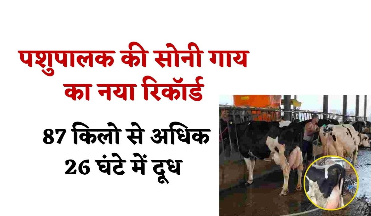 पशुपालक की सोनी गाय का नया रिकॉर्ड, 87 किलो से अधिक 27 घंटे में दूध देने वाली एशिया में पहली गाय