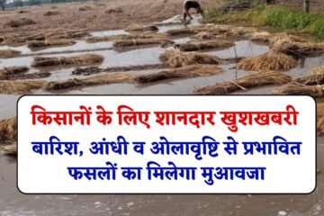 Bihar Farmers Good News: किसानों के लिए शानदार खुशखबरी, बारिश, आंधी व ओलावृष्टि से प्रभावित फसलों का मिलेगा मुआवजा