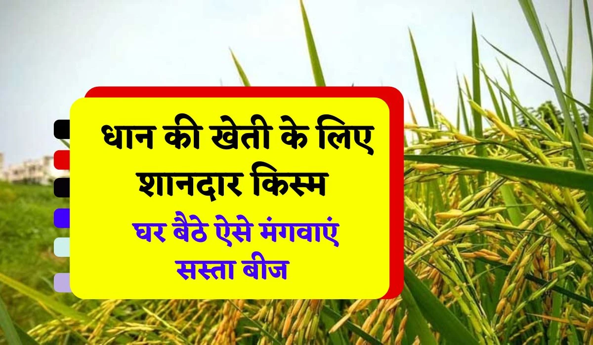 Dhan Pusa Basmati 1718 Variety