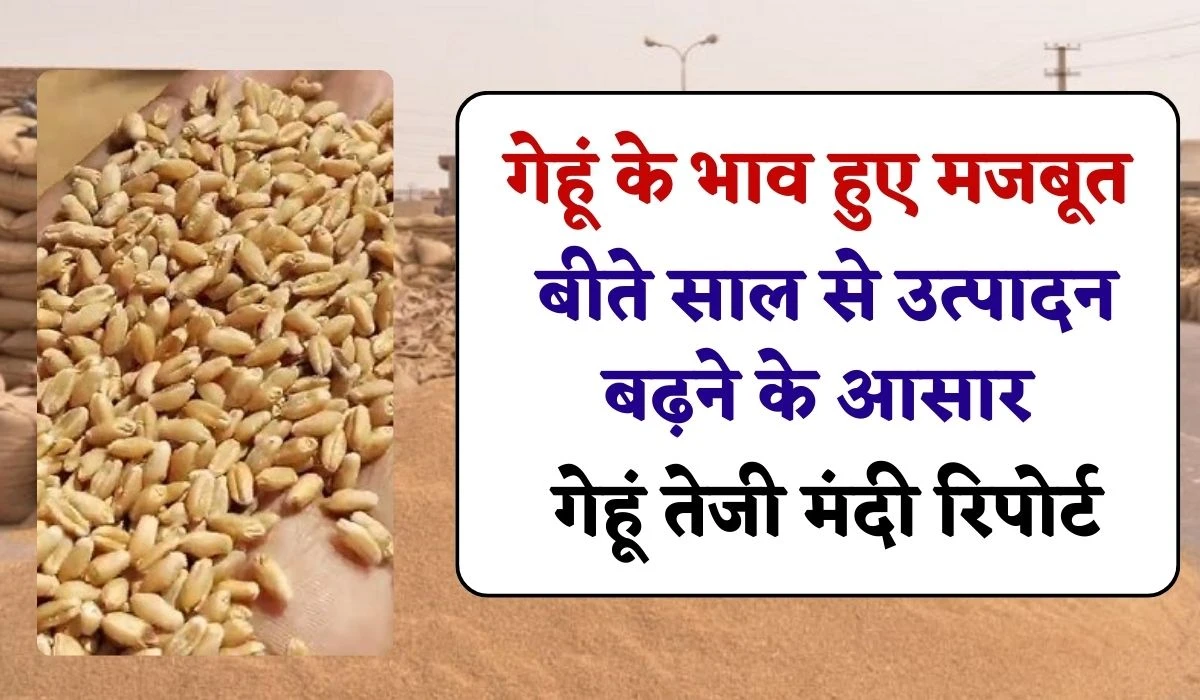 Gehun Teji Mandi Report: गेहूं के भाव हुए मजबूत, बीते साल से उत्पादन बढ़ने के आसार, गेहूं तेजी मंदी रिपोर्ट