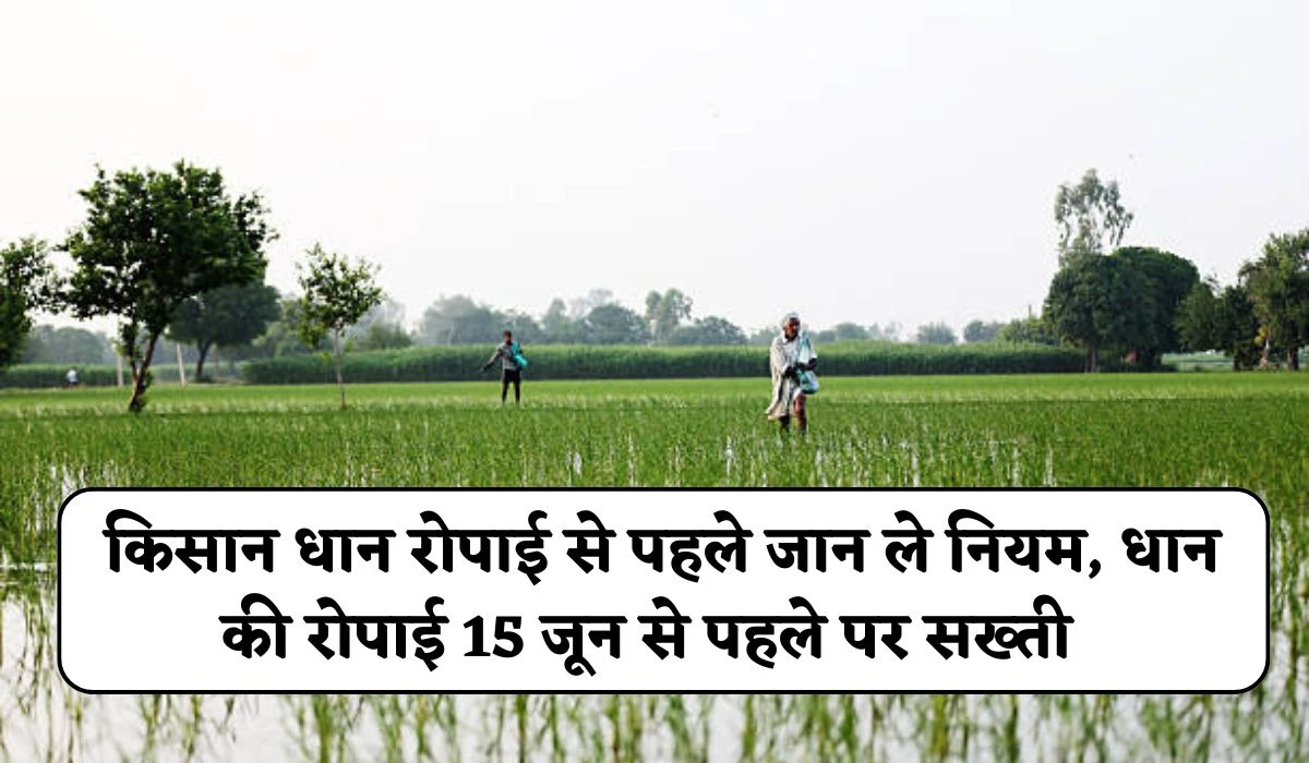 Haryana Dhan Farmers News: किसान धान रोपाई से पहले जान ले नियम, धान की रोपाई 15 जून से पहले पर सख्ती