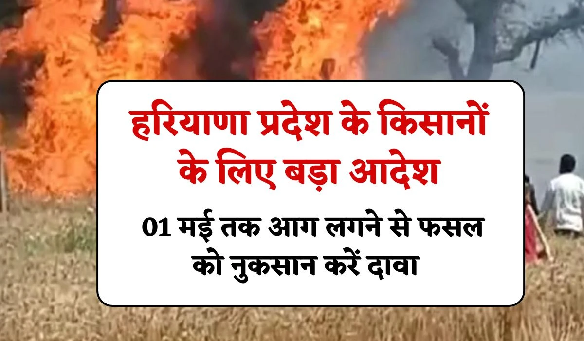 Haryana Farmers Good News: हरियाणा प्रदेश के किसानों के लिए बड़ा आदेश, 01 मई तक आग लगने से फसल को नुकसान करें दावा