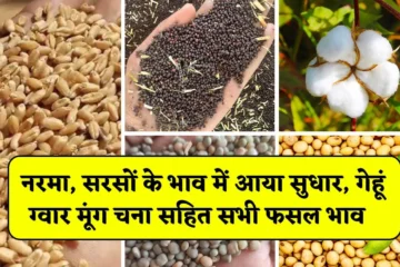 Mandi Rate Today 30 April: नरमा, सरसों के भाव में आया सुधार, गेहूं ग्वार मूंग चना सहित सभी फसल भाव 30 अप्रैल 2025