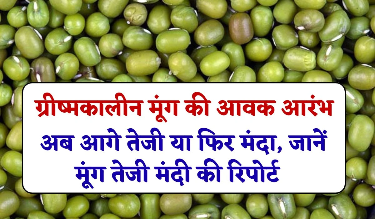 Mung Teji Mandi Update: मंडियों में ग्रीष्मकालीन नया मूंग की आवक आरंभ, अब आगे तेजी या फिर मंदा, जानें मूंग तेजी मंदी की रिपोर्ट