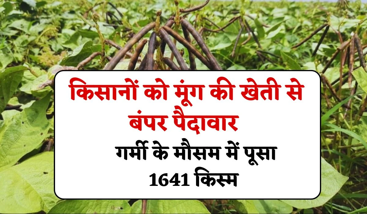 Mung Variety Pusa 1641: किसानों को मूंग की खेती से बंपर पैदावार, गर्मी के मौसम में पूसा 1641 किस्म, जानें इसकी खासियत