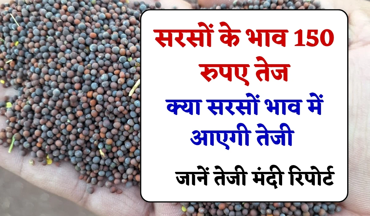 Mustard Price: सरसों के भाव 150 रुपए तेज, क्या सरसों भाव में आएगी तेजी, जानें तेजी मंदी रिपोर्ट