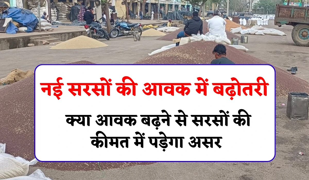 New Mustard Arrival Increase: नई सरसों की आवक में बढ़ोतरी, क्या आवक बढ़ने से सरसों की कीमत में पड़ेगा असर, जानें ताजा अपडेट