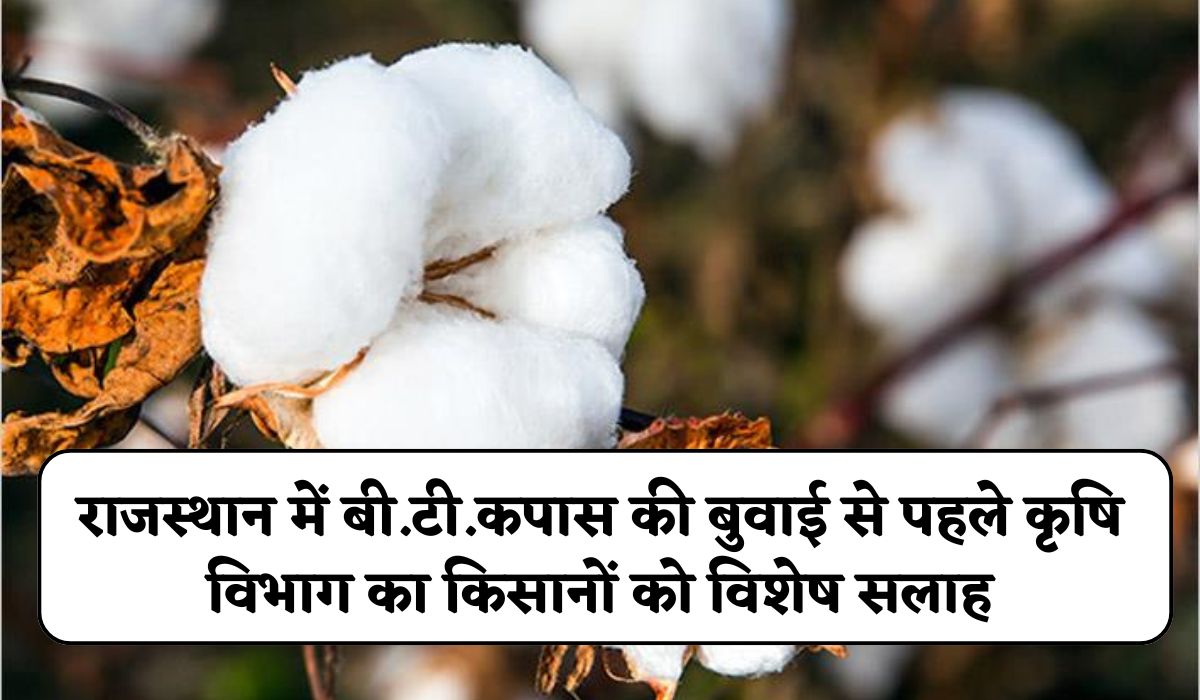 Rajasthan Farmers News: राजस्थान में बी.टी.कपास की बुवाई से पहले कृषि विभाग का किसानों को विशेष सलाह, बीज विक्रेताओं को सख्त निर्देश