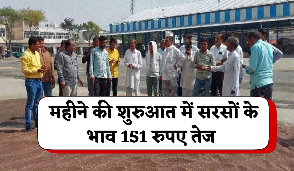 Sarso Mandi Bhav: महीने की शुरुआत में सरसों के भाव में तेजी जारी, जानें आज के सरसों के ताजा भाव