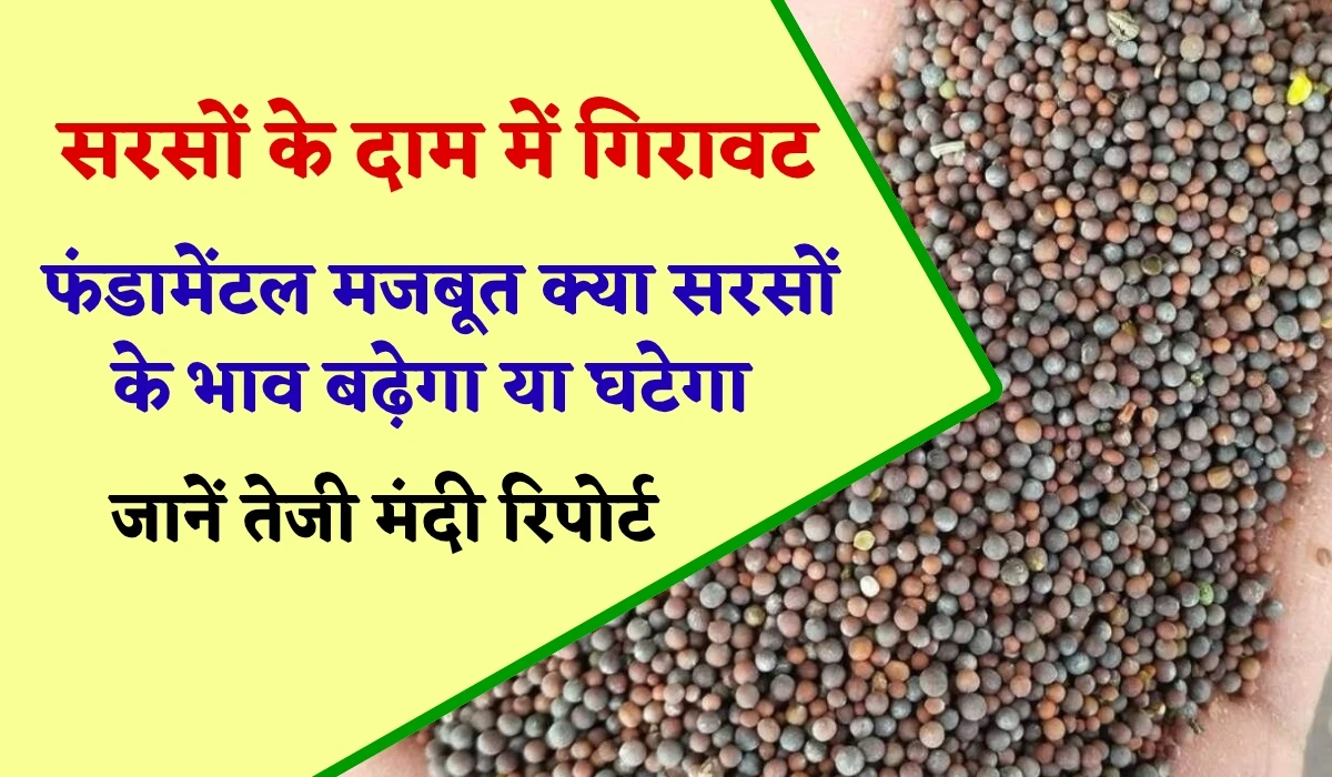 Sarso Teji Mandi Report: सरसों के दाम में गिरावट, फंडामेंटल मजबूत क्या सरसों के भाव बढ़ेगा या घटेगा, जानें सरसों, तेल, खल तेजी मंदी रिपोर्ट