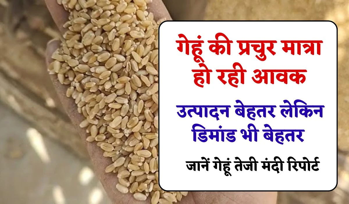 Wheat Report: गेहूं की प्रचुर मात्रा आवक, उत्पादन बेहतर लेकिन डिमांड भी बेहतर, जानें गेहूं तेजी मंदी रिपोर्ट