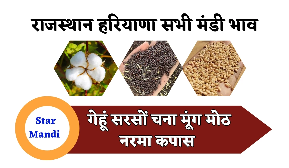 Aaj Ka Mandi Bhav: गेहूं, सरसों की कीमत में बड़ा बदलाव, जानें राजस्थान, एमपी और हरियाणा सभी अनाज मंडी रेट