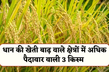 Dhan Ki Variety Details: धान की खेती करने वाले ध्यान दें, आपके क्षेत्र में आती है बाढ़, तो लगाए ये 3 किस्म मिलेगा शानदार उत्पादन