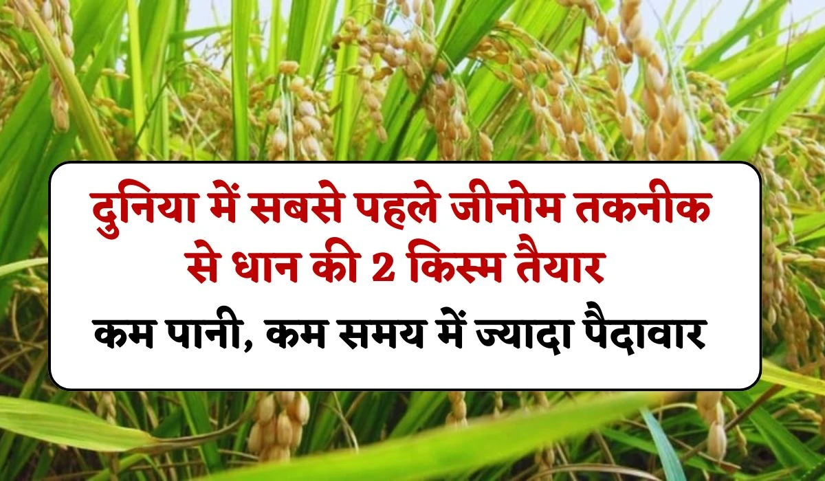Dhan Variety Kamla DST Rice-1: भारतीय वैज्ञानिकों का नया आविष्कार, दुनिया में सबसे पहले जीनोम तकनीक से धान की 2 किस्म तैयार, कम पानी, समय में ज्यादा पैदावार