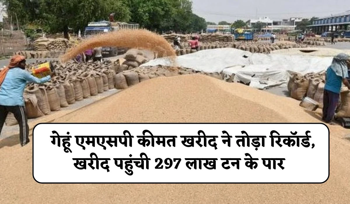 Gehu MSP Purchase News: देश में अबकी बार गेहूं एमएसपी कीमत खरीद ने तोड़ा रिकॉर्ड, सरकारी खरीद पहुंची 297 लाख टन से भी अधिक