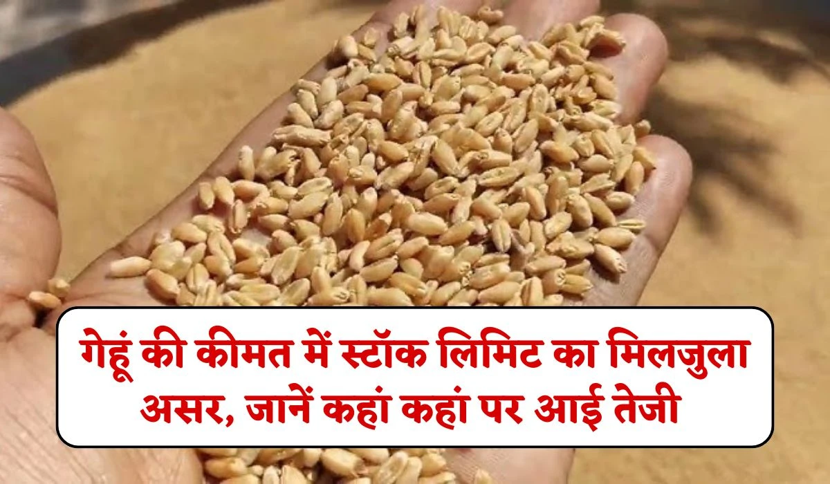 Gehun Rate: गेहूं की कीमत में स्टॉक लिमिट का मिलजुला असर, जानें गेहूं भाव में कहां कहां पर आई तेजी