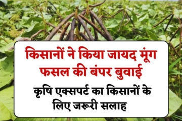 MP Farmers Crops Advice: किसानों ने किया जायद मूंग फसल की बंपर बुवाई, कृषि एक्‍सपर्ट का किसानों के लिए जरूरी सलाह