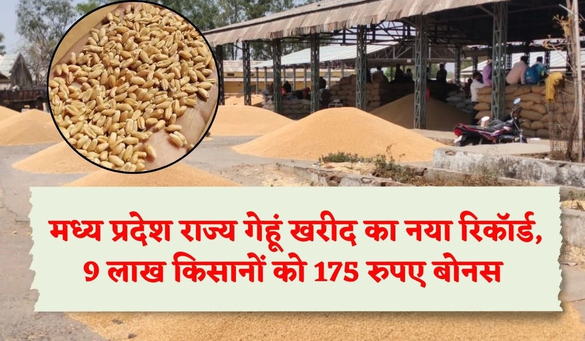 MP Wheat Purchase Record: देश में मध्य प्रदेश राज्य गेहूं खरीद का नया रिकॉर्ड, 9 लाख किसानों को 175 रुपए बोनस का लाभ