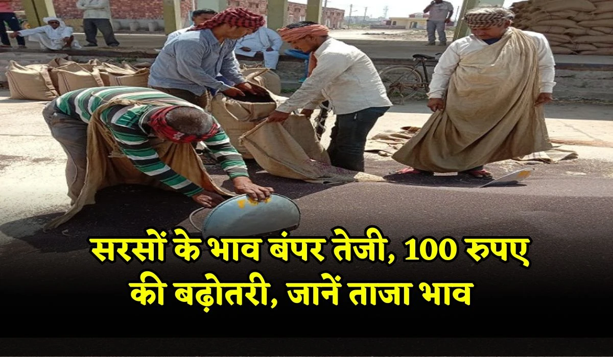 Mustard Price: सरसों के भाव बंपर तेजी, 100 रुपए की बढ़ोतरी के साथ जानें सभी अनाज मंडी के भाव