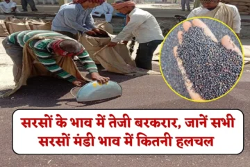 Mustard Price: सरसों के भाव में तेजी बरकरार, जानें सभी सरसों मंडी में ताजा भाव में कितनी हलचल