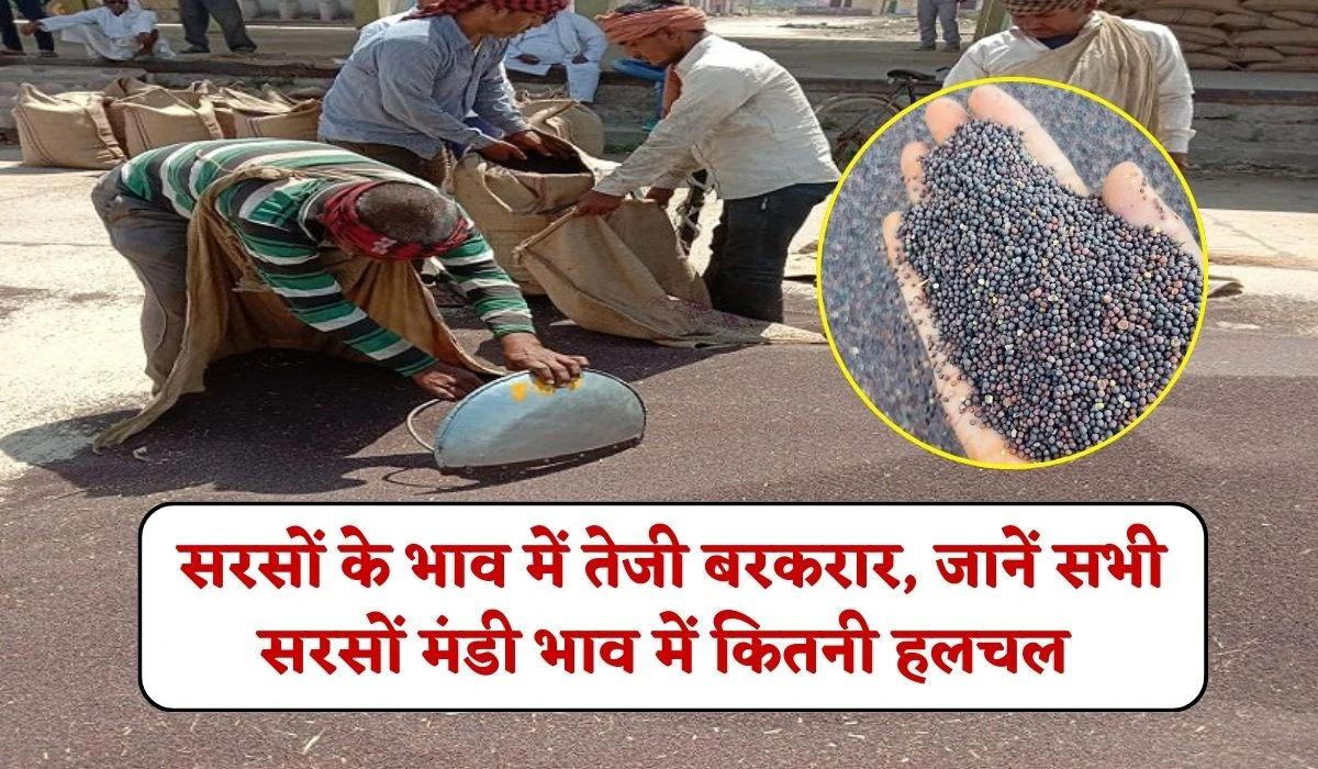 Mustard Price: सरसों के भाव में तेजी बरकरार, जानें सभी सरसों मंडी में ताजा भाव में कितनी हलचल