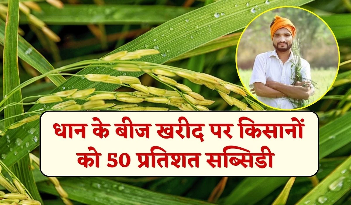 Paddy Seeds Subsidy: धान की बुवाई से पहले बीज खरीद पर किसानों को 50 प्रतिशत सब्सिडी, जानें कौन कौन सी किस्में शामिल